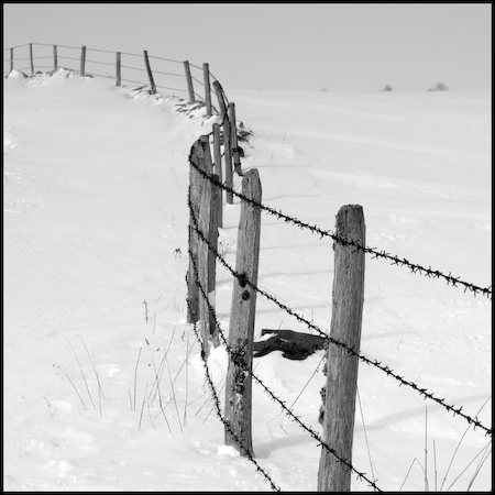 Aubrac_13
