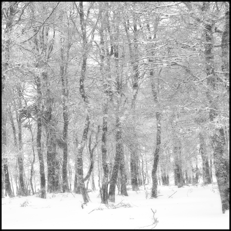 Aubrac_15