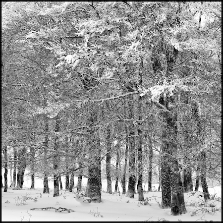 Aubrac_16