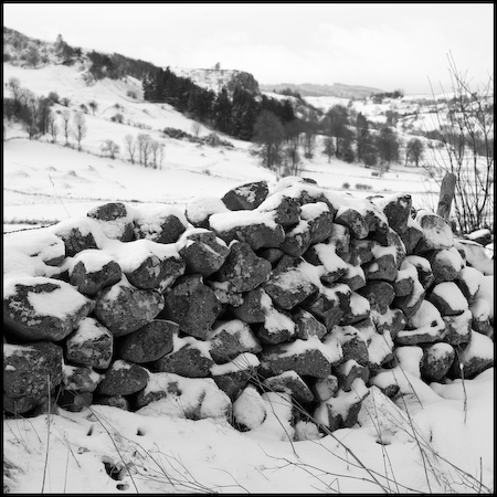 Aubrac_19