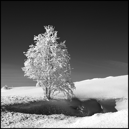 Aubrac_31