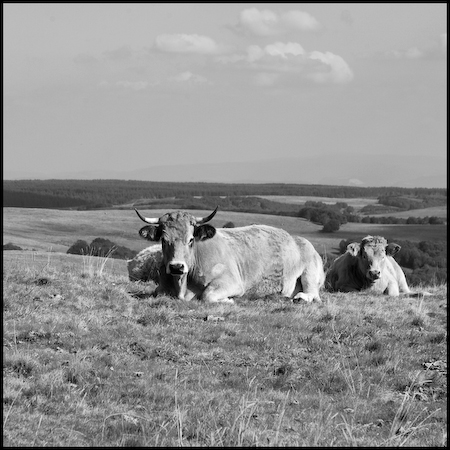 Aubrac_5