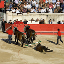Corrida041