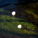 Ondulations