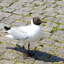 06060475C